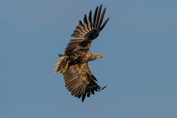 Sea eagle high in the sky