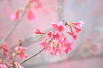 Obraz premium Cluster of Delicate Pink Bell-Shaped Blossoms