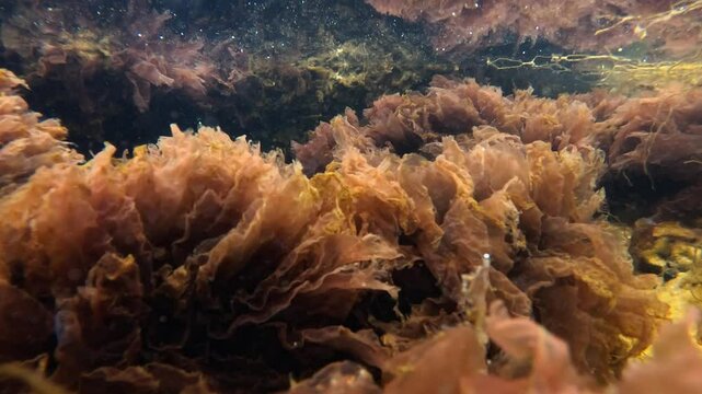 Winter View Red algae Porphyra swinging in the waves on rocks near the shore in the Black Sea