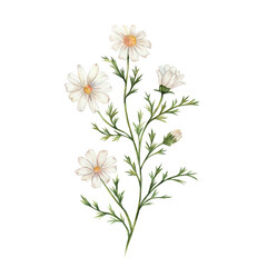 Chamomile. Watercolor illustration of white wildflowers with green leaves. The bouquet is hand drawn, isolated on a white background. For design, invitations, weddings. Botanical illustration of daisy
