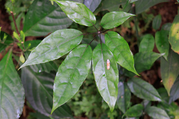 Lush Greenery in a Forest Underbrush