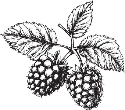 Raspberry hand drawn sketch style vector