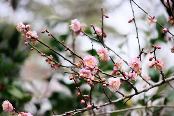 Pink Plum Blossoms on Bare Branches