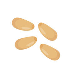 Pine nuts illustration 