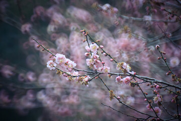 Pink Plum Blossoms on Bare Branches
