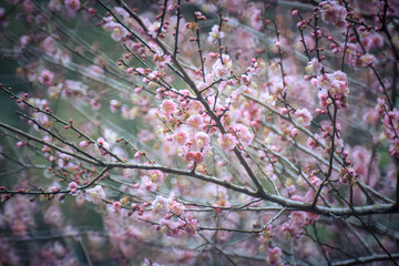 Pink Plum Blossoms on Bare Branches