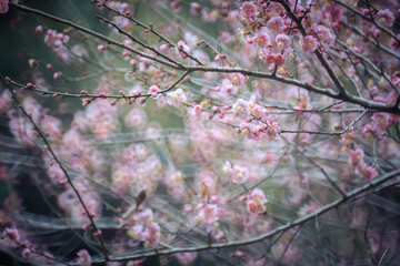 Pink Plum Blossoms on Bare Branches