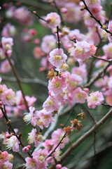 Pink Plum Blossoms on Bare Branches