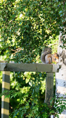a young grey squirrel sat on a wooden garden pagoda eating food