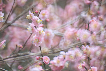 Pink Plum Blossoms on Bare Branches