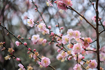 Pink Plum Blossoms on Bare Branches