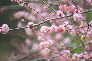 Pink Plum Blossoms on Bare Branches