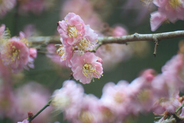 Pink Plum Blossoms on Bare Branches