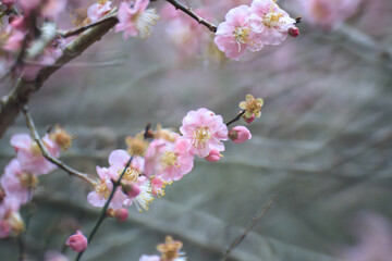 Pink Plum Blossoms on Bare Branches