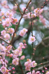 Pink Plum Blossoms on Bare Branches
