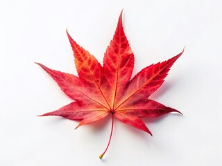 Single Japanese Red Maple Leaf on White Background - Autumn Stock Photo