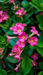 Naklejka premium Close-up of vibrant pink Adenium obesum blossoms, lush green foliage backdrop, plant photography, leaves, beauty
