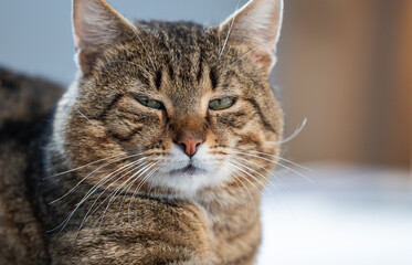 Portrait of a cat indoors
