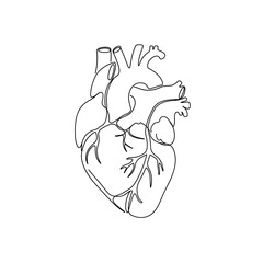 Anatomical Heart: A simplified line drawing of the human heart, meticulously illustrating its intricate form. perfect for medical, scientific, or educational applications.