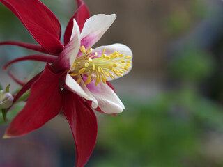 red flower Columbine in the garden