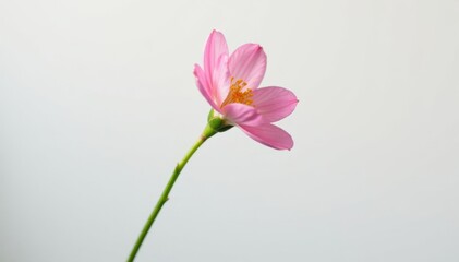 Fototapeta premium Single stem of a delicate flower isolated on white background, flowers, solo, closeup