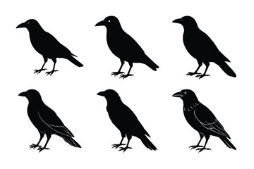 Crow bird silhouette with white background