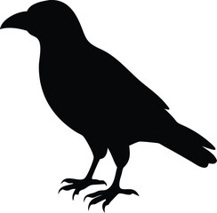 Fototapeta premium Crow bird silhouette with white background