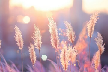 Golden grass at sunset