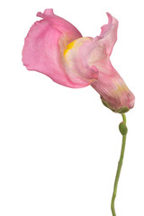 Snapdragon flower isolated