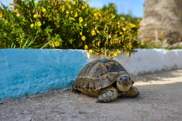 turtle near a flower bed with yellow flowers