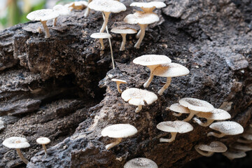 Cluster of White Mushrooms on Decaying Log