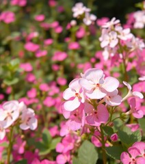 Aromatic white & pink Bacopa monnieri blooms in a pink garden, summer, picture, nature