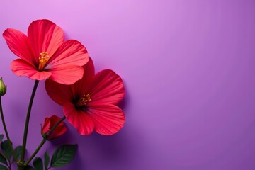 Obraz premium Vibrant red flowers floating on purple background, classy, vibrant, love