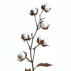 Cotton plant branch with fluffy seed pods