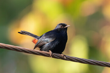 Indian robin sitiing on wire with beautiful light in Sri Lanka