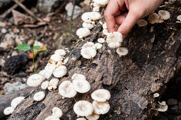 Foraging White Mushrooms in the Forest