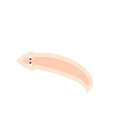 Planarian flatworms illustration