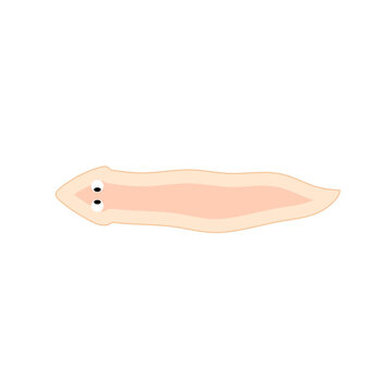 Planarian flatworms illustration