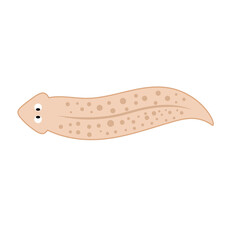 Planarian flatworms illustration
