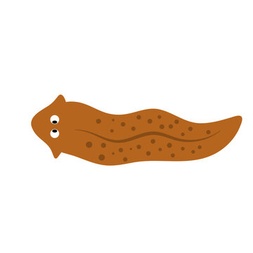 Planarian flatworms illustration