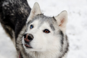 Close-up of siberian husky displaying heterochromia one blue eye, one brown. Snowy backdrop enhances its thick fur, creating striking contrast. Ears perked, gaze direct, evoking curiosity