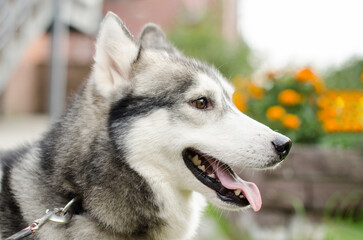Siberian husky sitting outdoors, tongue out, surrounded by vibrant flowers. Soft natural light highlights fur texture, capturing playful mood against blurred garden backdrop