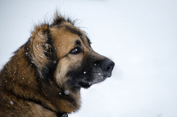 Brown dog in snowy environment with visible snowflakes on fur. Side profile against white background. Calm and focused expression captured in natural light