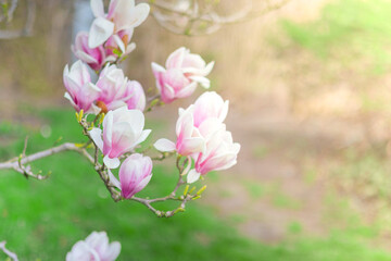 Obraz premium Magnolia blossoms bloom on branches in a sunlit garden during spring