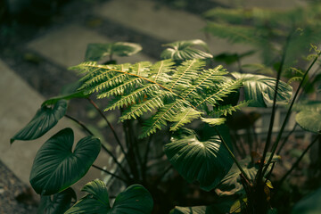 Earth Day eco concept with tropical forest background, natural forestation preservation scene with...