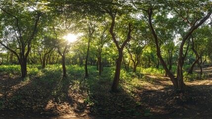 Naklejka premium A wide-angle shot of a pristine forest with sunlight filtering through the trees 