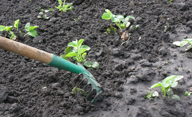 raking of young strawberry plantation - gardening tool( rake), seasonal work in the vegetable garden