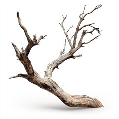 Dead, gnarled tree branch against white background