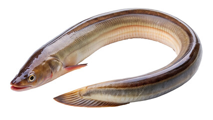 Freshwater European Eel Close Up Studio Shot of a Single Fish on White Background