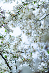 Beautiful white blossoms cover branches under a bright sky